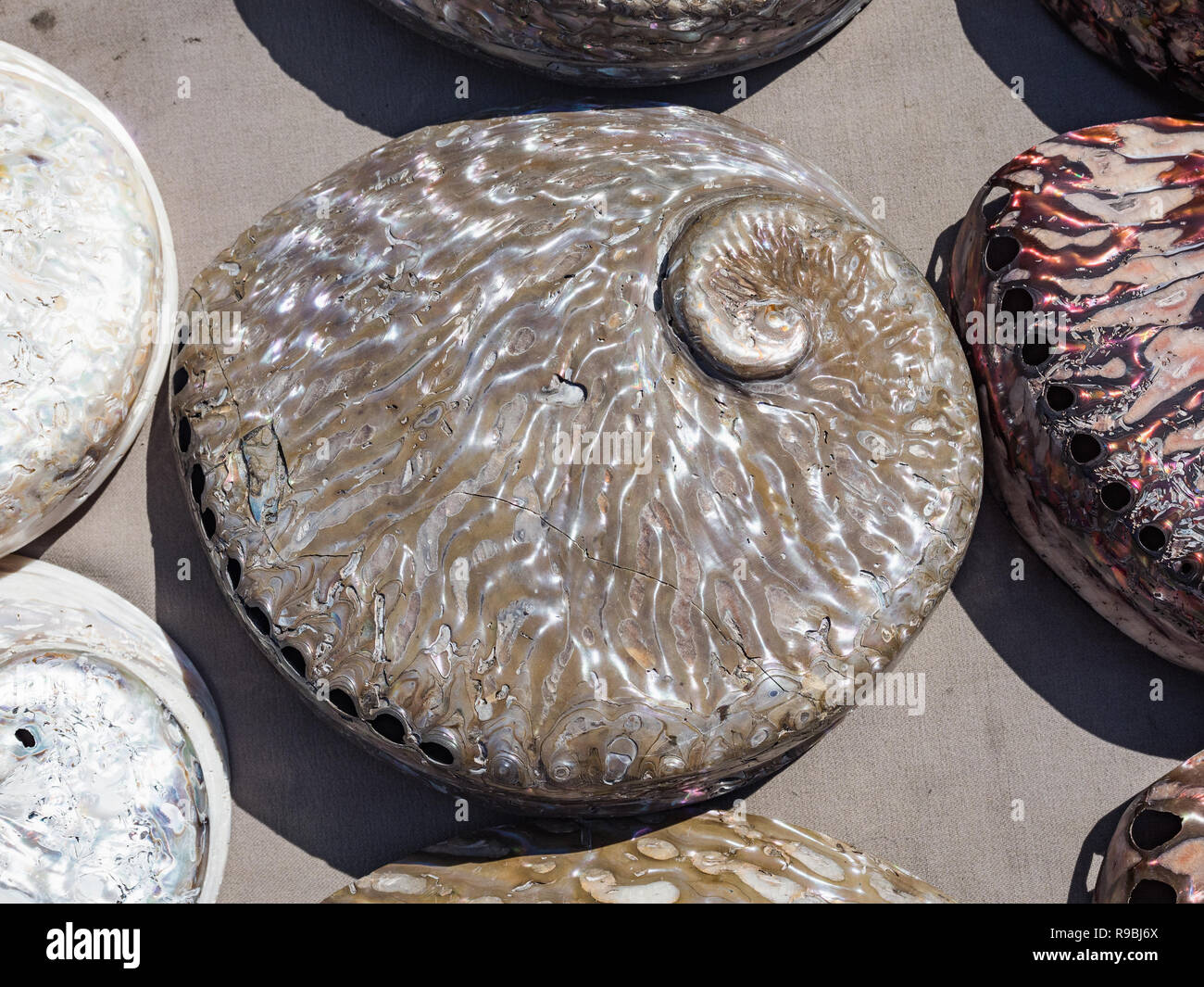 Di madreperla conchiglie di mare vicino sfondo. Belle perle colorate conchiglie di mare sul mercato, Cape Town, Sud Africa Foto Stock