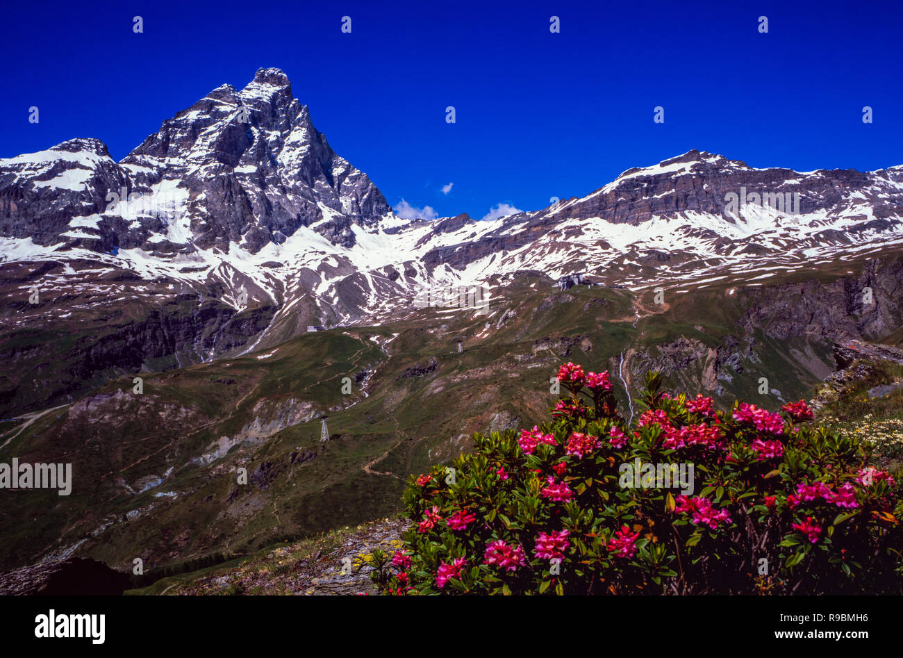 Alpenrose e Monte Cervino o Matterhorn, Valle d'Aosta, Italia Foto Stock