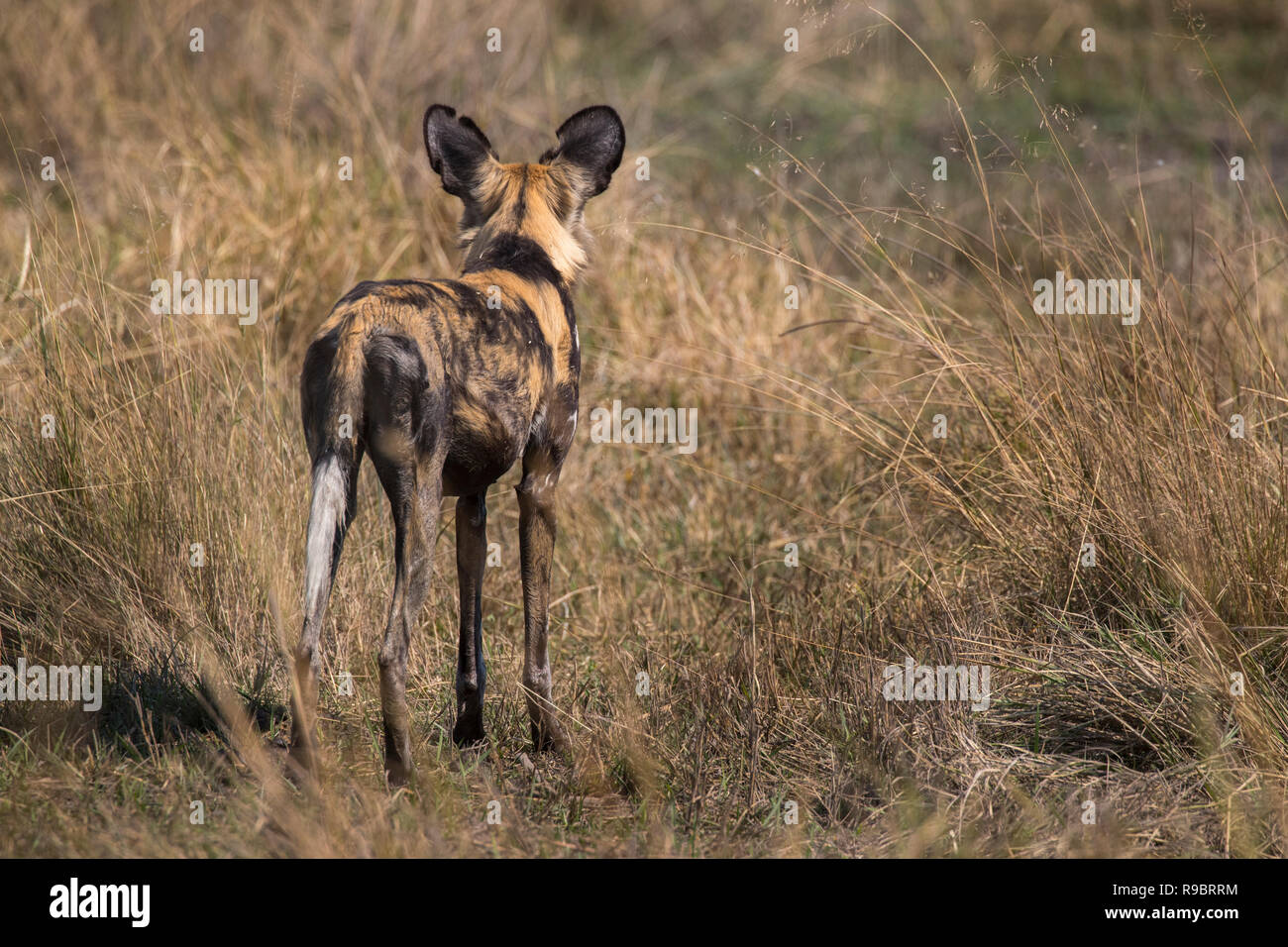 African wild dog (Lycaon pictus), Khwai conservancy, Okavango Delta, Botswana Foto Stock