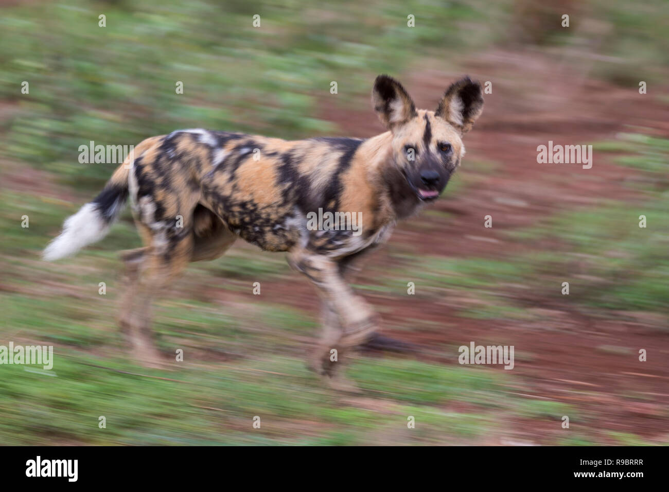 African wild dog (Lycaon pictus), Zimanga riserva privata, KwaZulu-Natal, Sud Africa Foto Stock