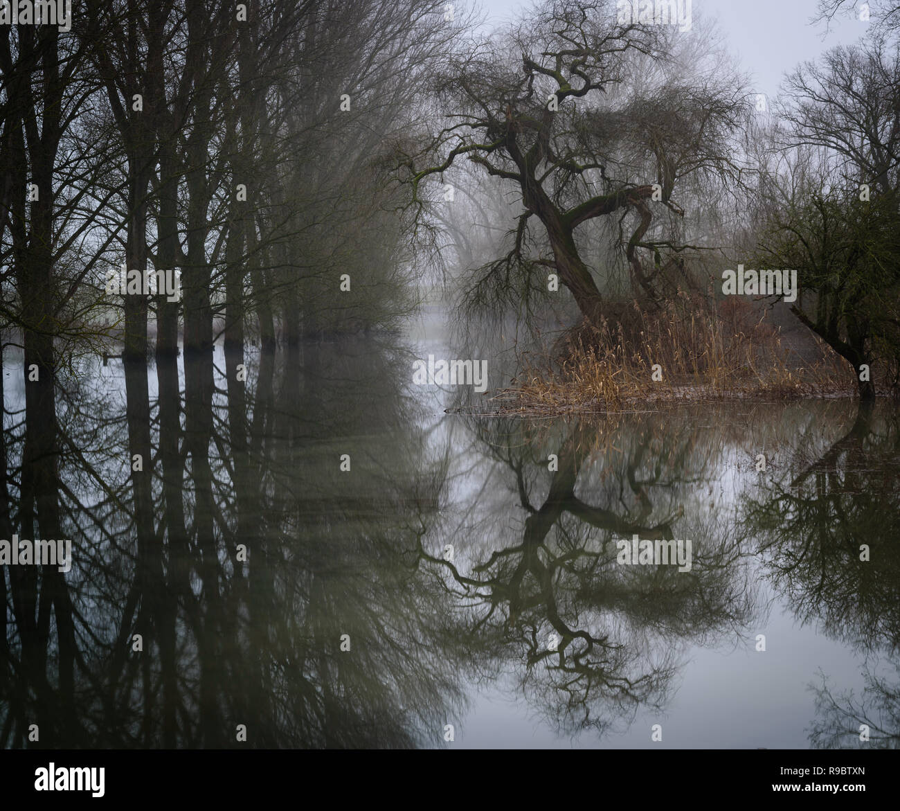 Bella riflessione di un albero in acqua Foto Stock