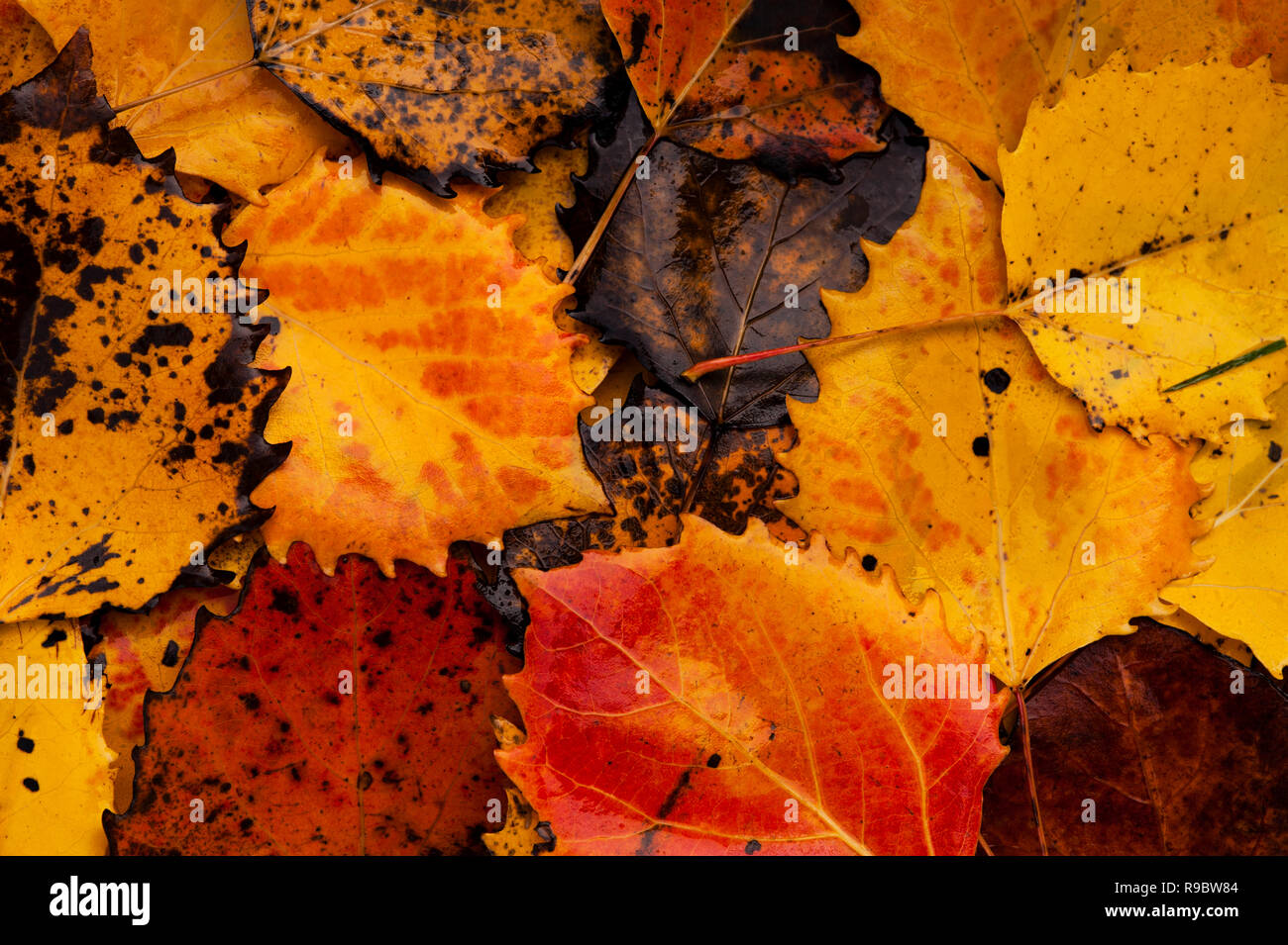 Foglie di autunno sul suolo della foresta con modelli natura close-up Foto Stock