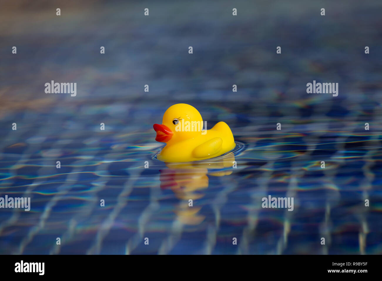 Rubber Duck Baby toy galleggianti in piscina Foto Stock
