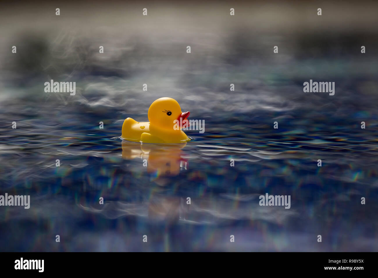 Rubber Duck Baby toy galleggianti in piscina in acqua riflettente Foto Stock