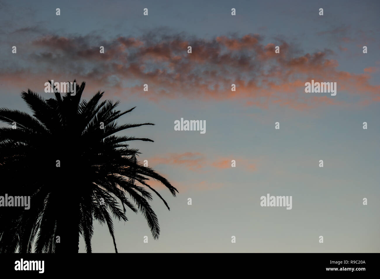 Palm tree all'alba con le nuvole Foto Stock