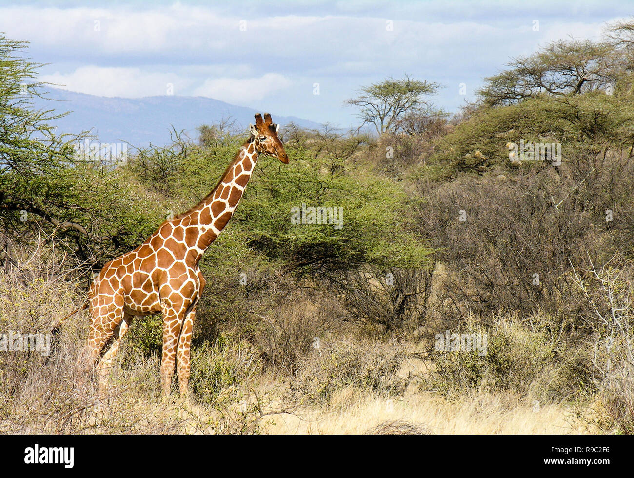 La giraffa, Samburu riserva nazionale, Kenya Foto Stock