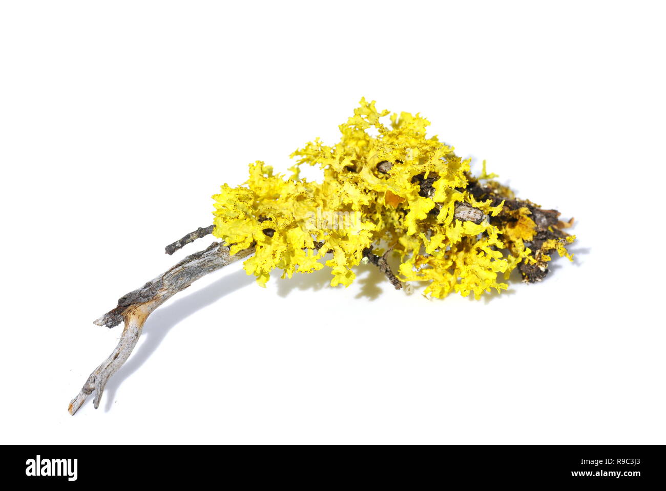 Il giallo lichen Vulpicida juniperinus isolati su sfondo bianco Foto Stock