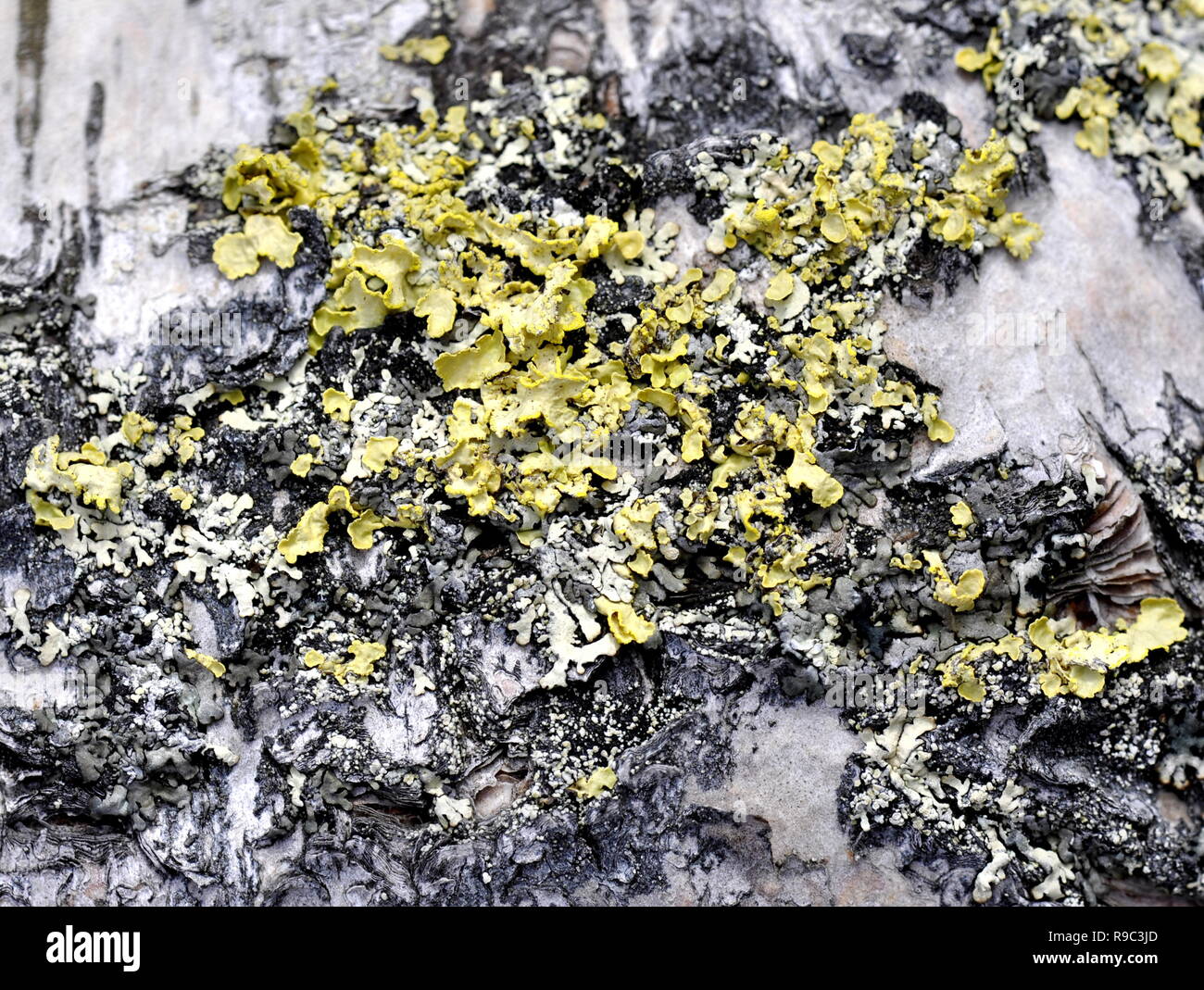 Giallo lichen Vulpicida pinastri crescente sulla corteccia Foto Stock