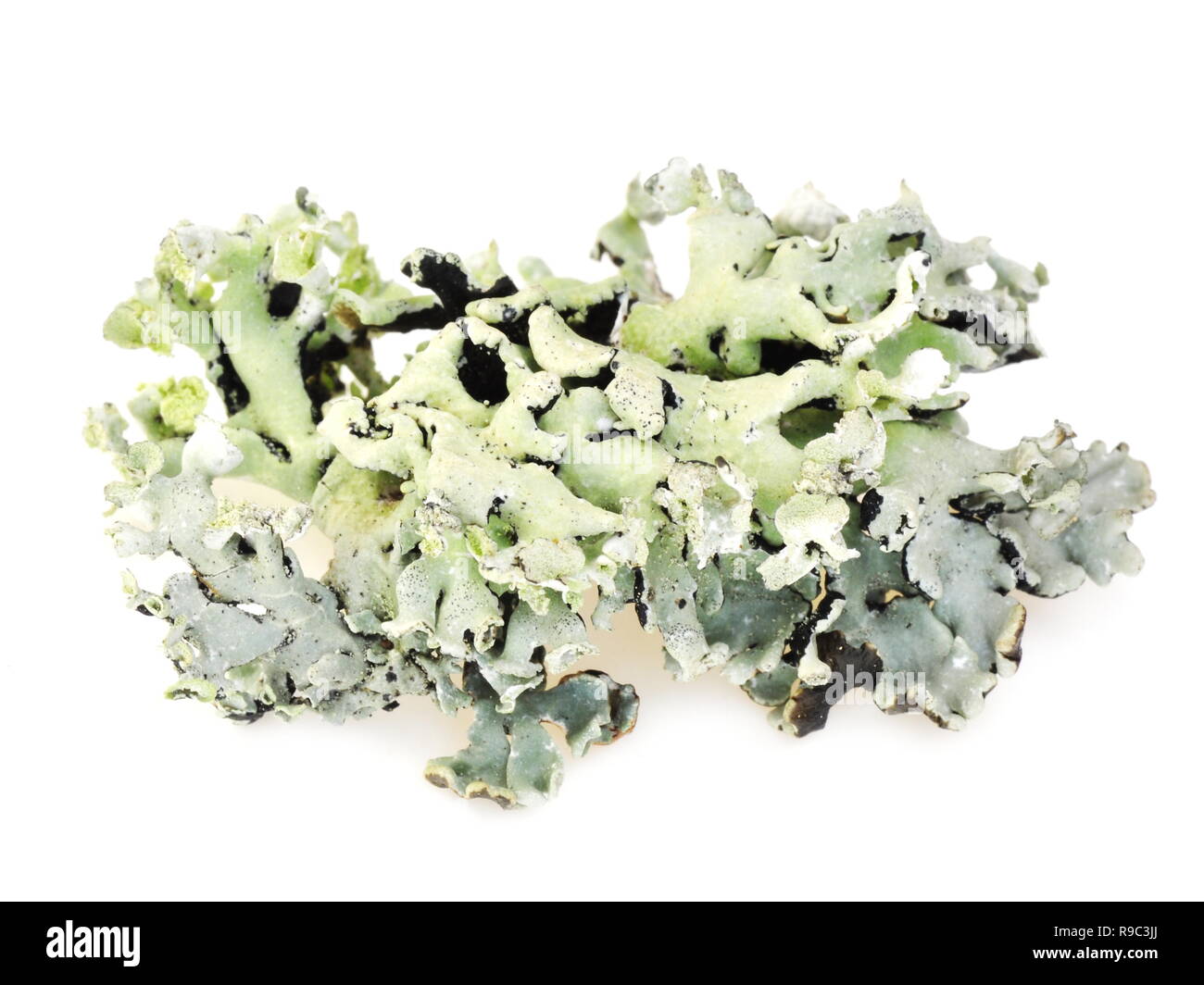 Tubo lichen Hypogymnia physodes su sfondo bianco Foto Stock
