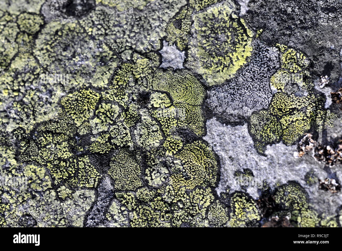 Mappa lichen Rhizocarpon geographicum cresce su una pietra Foto Stock
