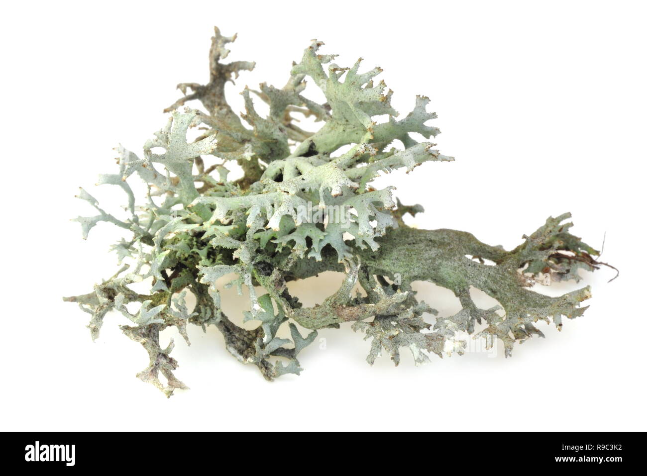 Tree moss Pseudevernia furfuraceaon sfondo bianco Foto Stock