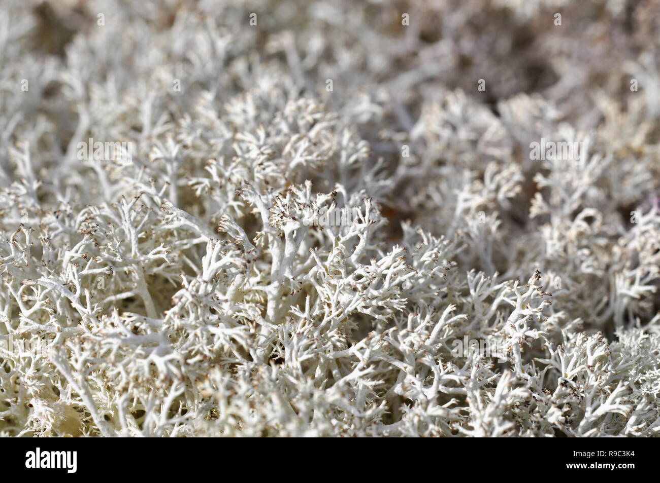Primo piano sui licheni delle renne Cladonia rangiferina Foto Stock
