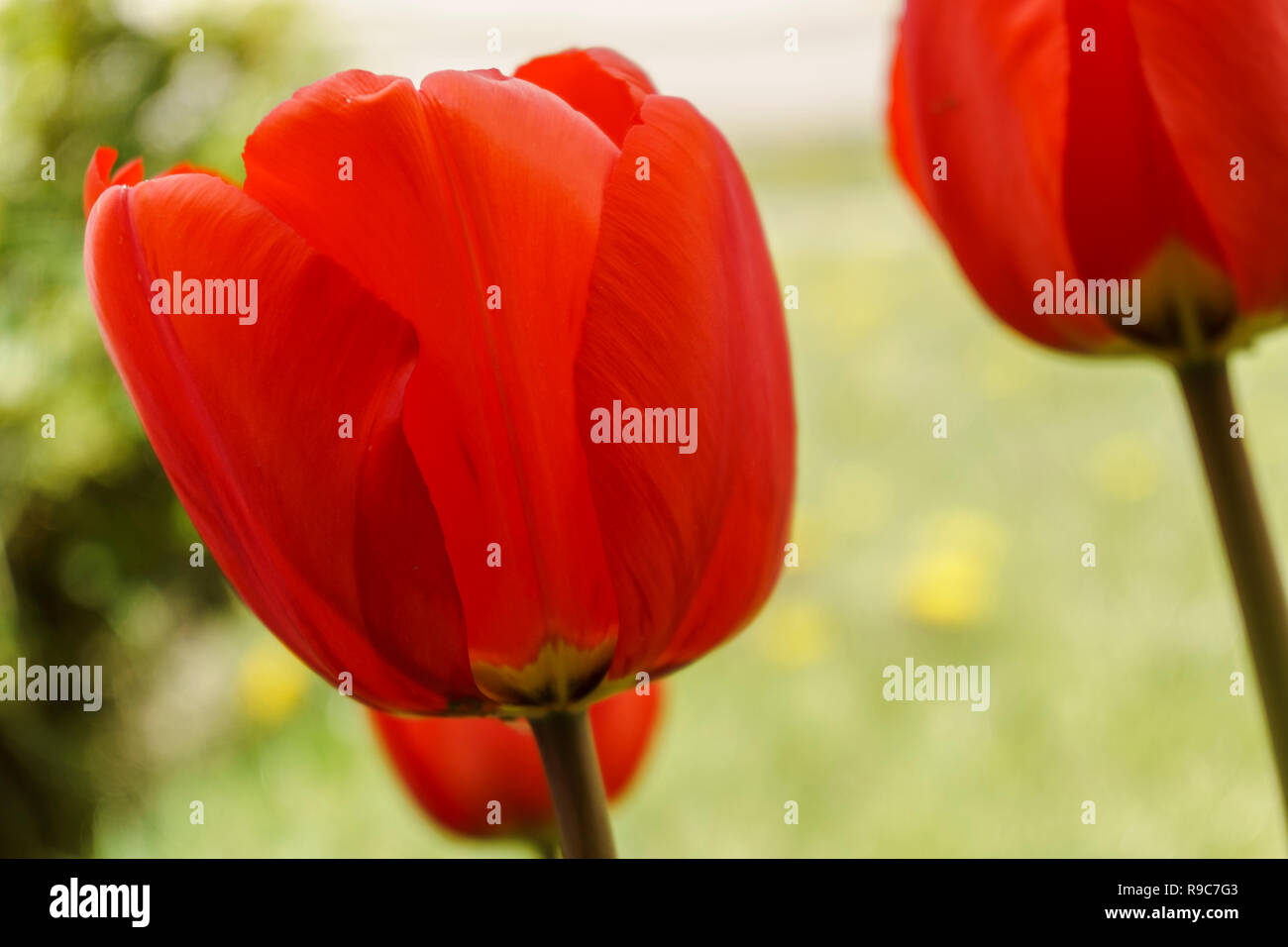 Fiorì tulipani, Patagonia, Argentina Foto Stock