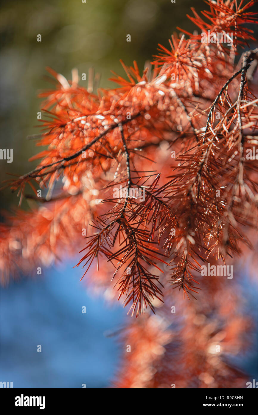 Morto pino in Arizona Mogollon Rim Foto Stock