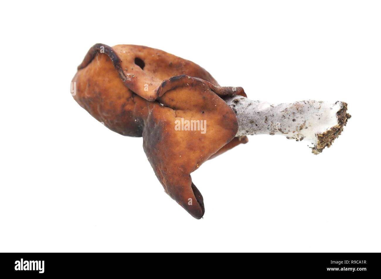 La sella foliatile fungo Gyromitra infula isolati su sfondo bianco Foto Stock