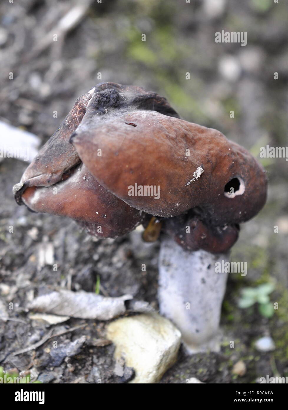 La sella foliatile fungo Gyromitra infula nel suo ambiente naturale Foto Stock