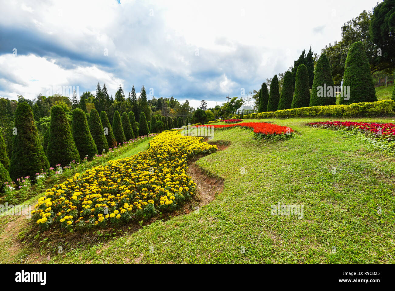 pine tree garden / flower and garden on hill with pine trees for christmas - landscape plateau on mountain background / Kasad Tee Sung Phurua Loei agr Foto Stock