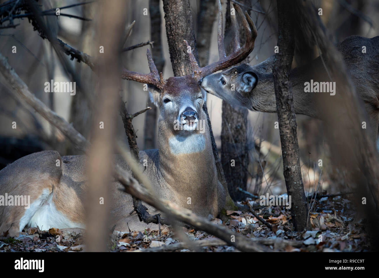 Un vecchio buck culbianco deer essendo curato da un piccolo cervo. Foto Stock