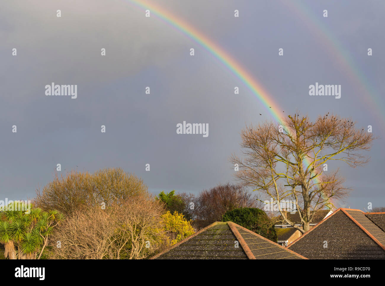 Un colorato arcobaleno doppio dietro un grande albero nel cielo scuro e nubi, in inverno nel Regno Unito. Con copyspace. Foto Stock