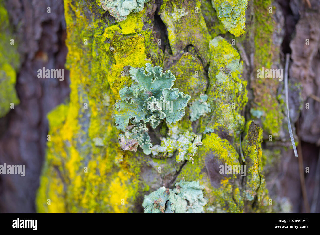 Dettagli di una foresta marittima a pavimento comporta Foto Stock