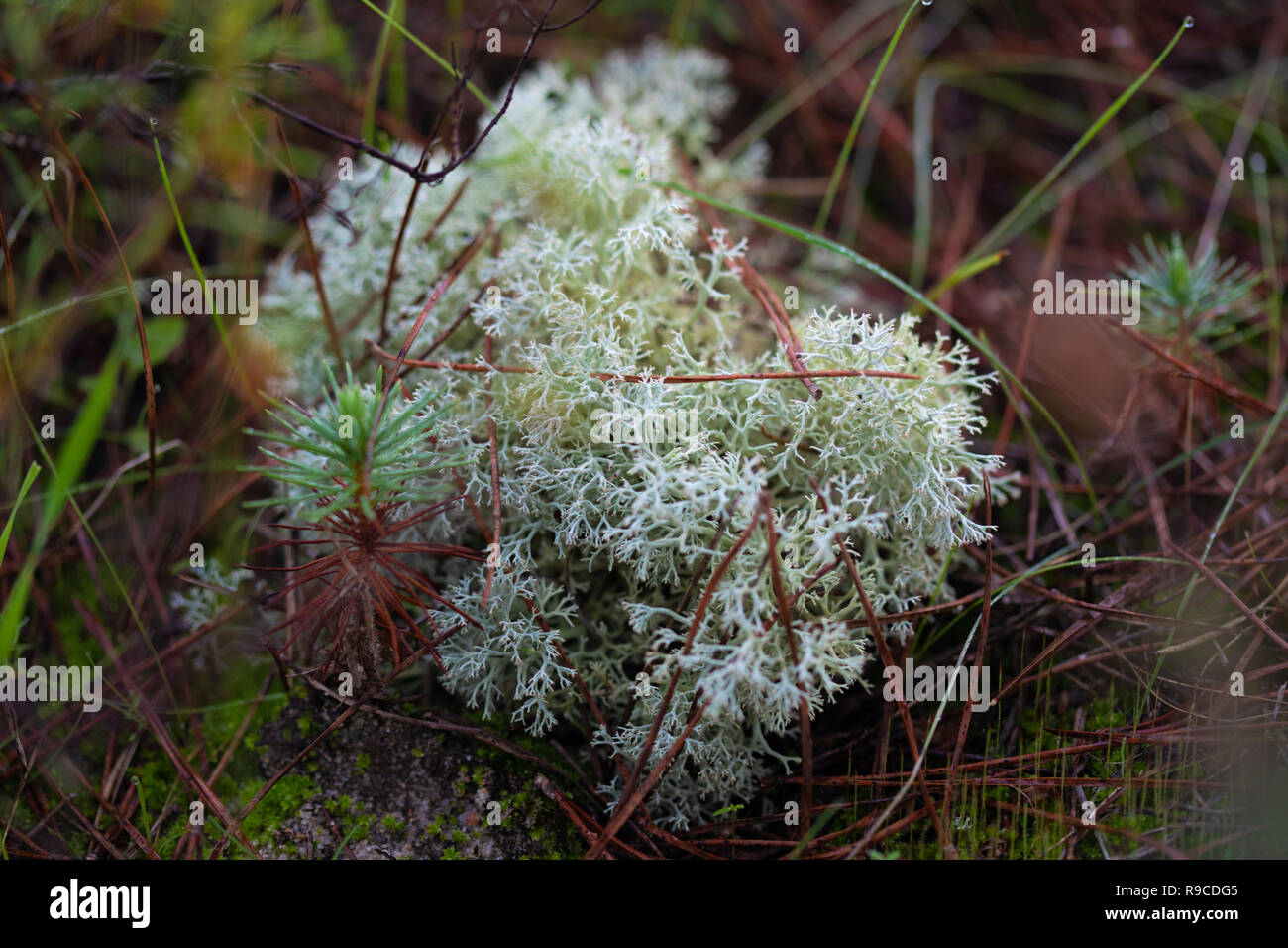 Dettagli di una foresta marittima a pavimento comporta Foto Stock