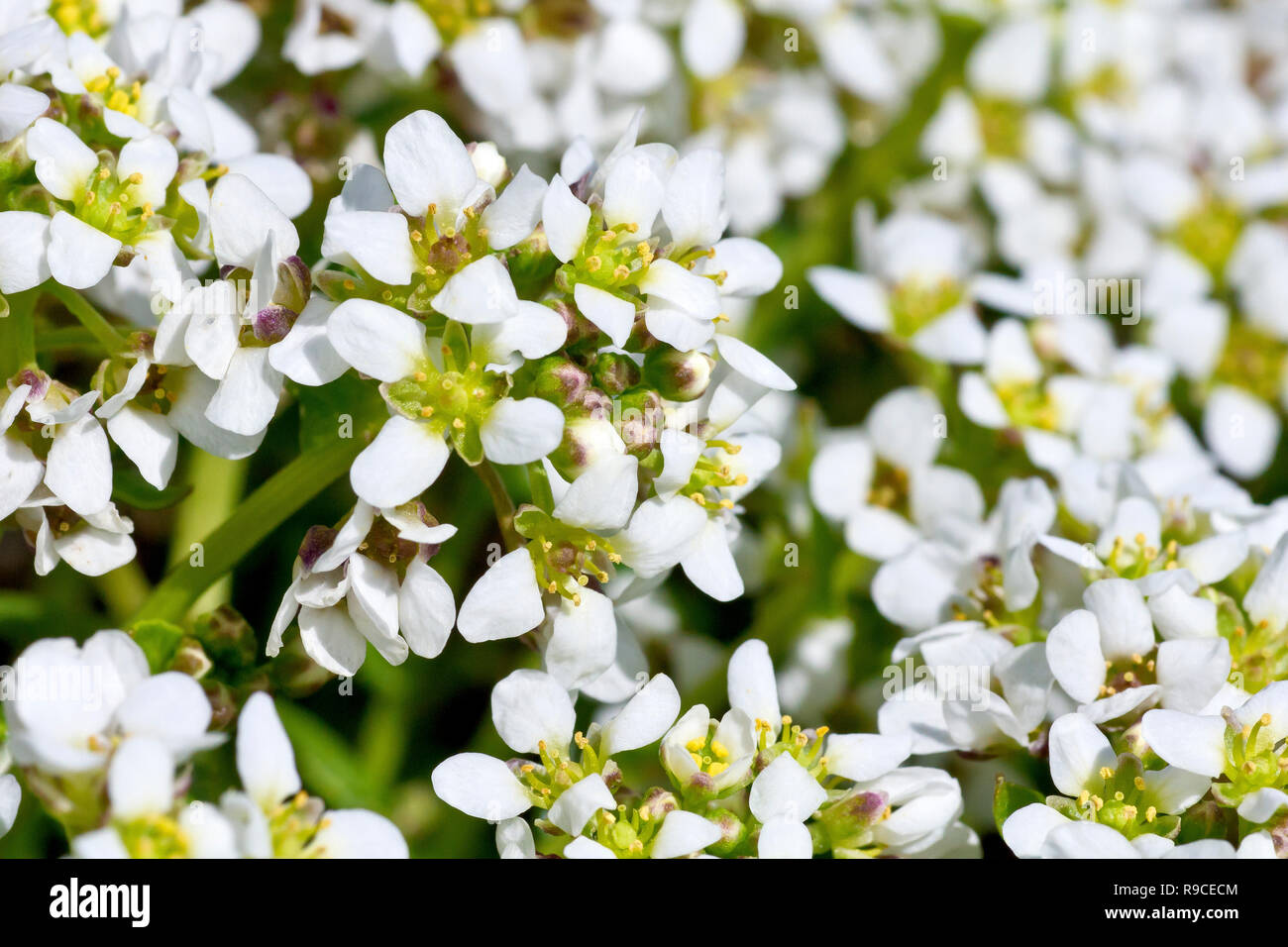 Scabbia comune-erba (Cochlearia officinalis), in prossimità di un gambo di fioritura di molti. Foto Stock