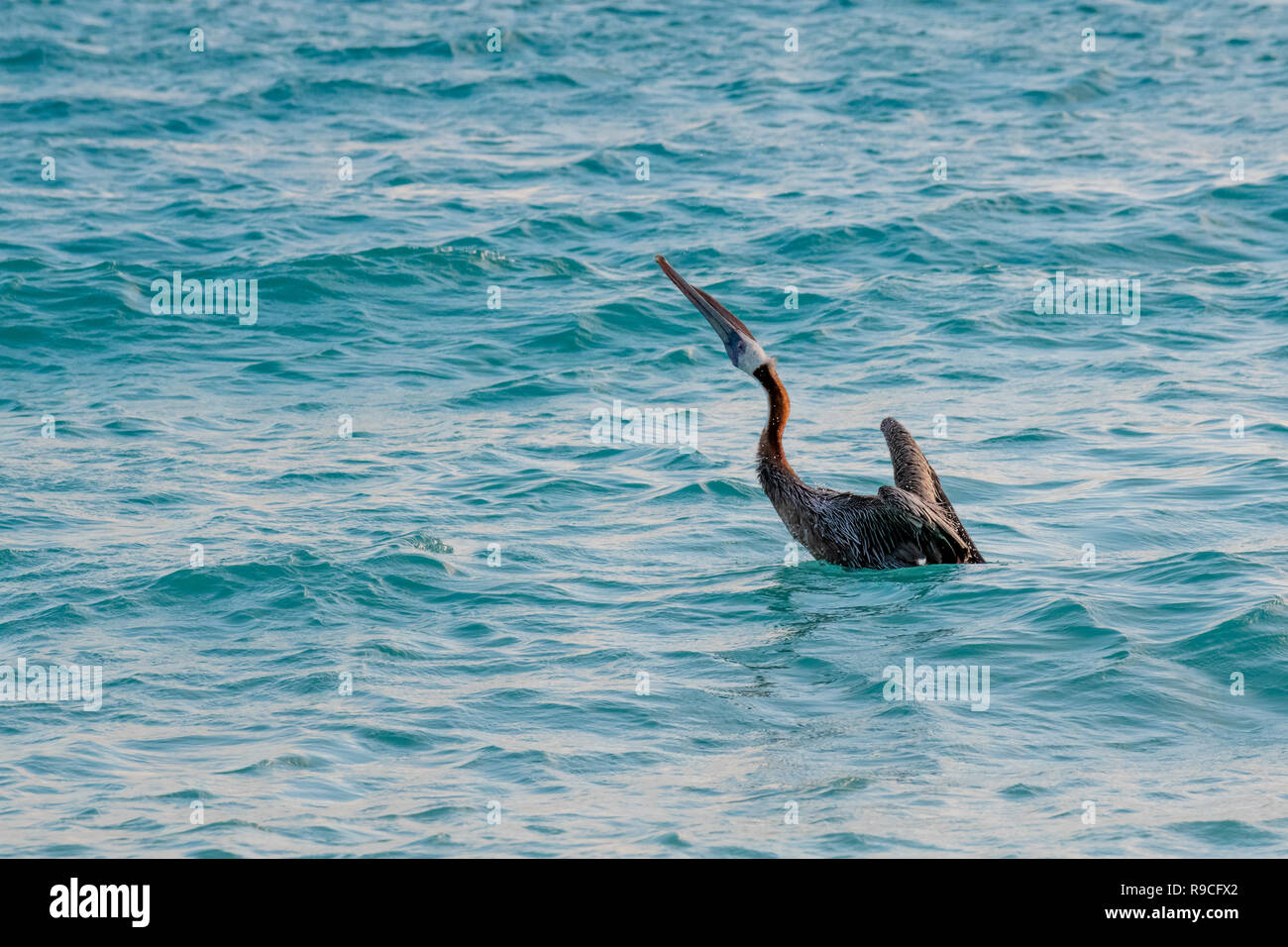 Pelican - brown pelican battenti Pelecanus occidentalis / acqua Pelecanidae bird w/ grande becco - Aruba / isola dei Caraibi - costiera di uccelli di mare Foto Stock