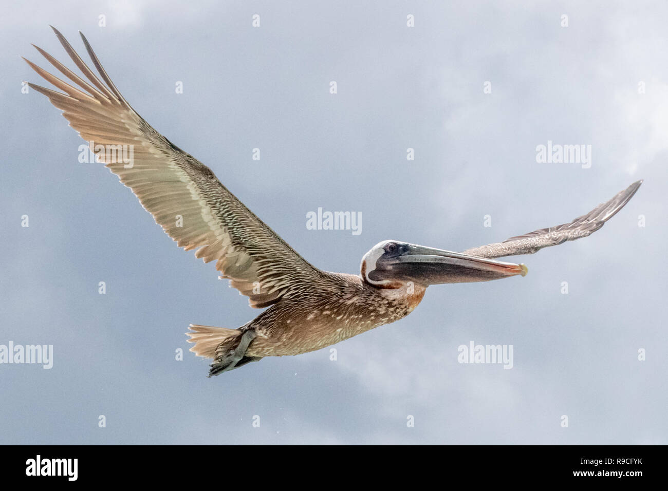 Pelican - brown pelican battenti Pelecanus occidentalis / acqua Pelecanidae bird w/ grande becco - Aruba / isola dei Caraibi - costiera di uccelli di mare Foto Stock