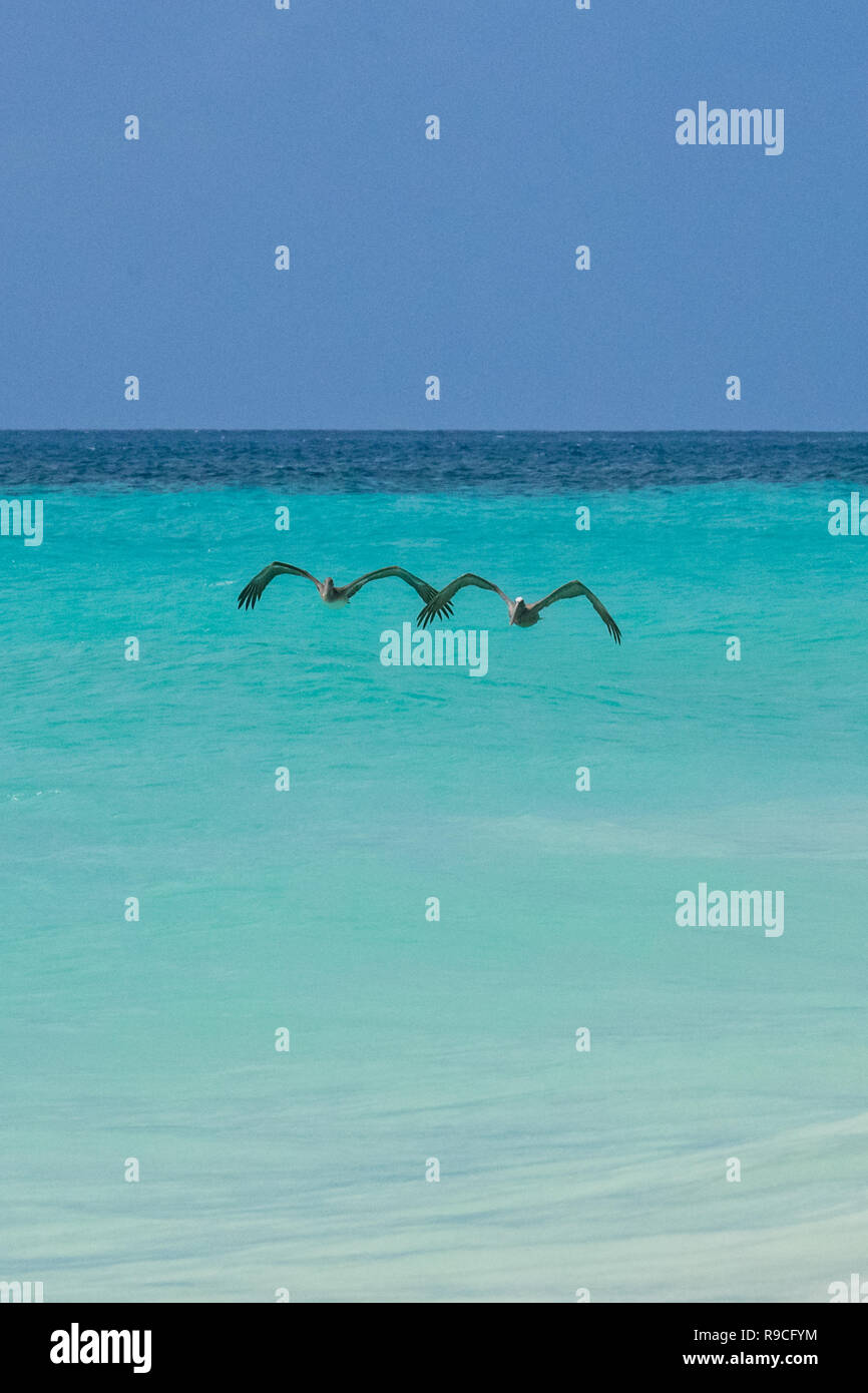 I pellicani che volano sopra il Mar dei Caraibi e dell'isola di Aruba - mare calmo con acqua turchese - colore acquamarina e oceano blu acqua Foto Stock