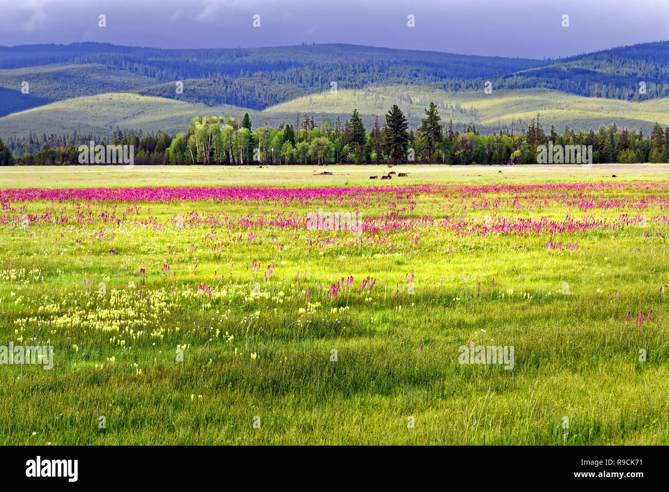 42,894.03591 sunny 5.000' alta prairie, violetto di elefante testa, giallo Cusick il pennello bianco occidentale bistort fiori, bkgr colline, Oregon Foto Stock
