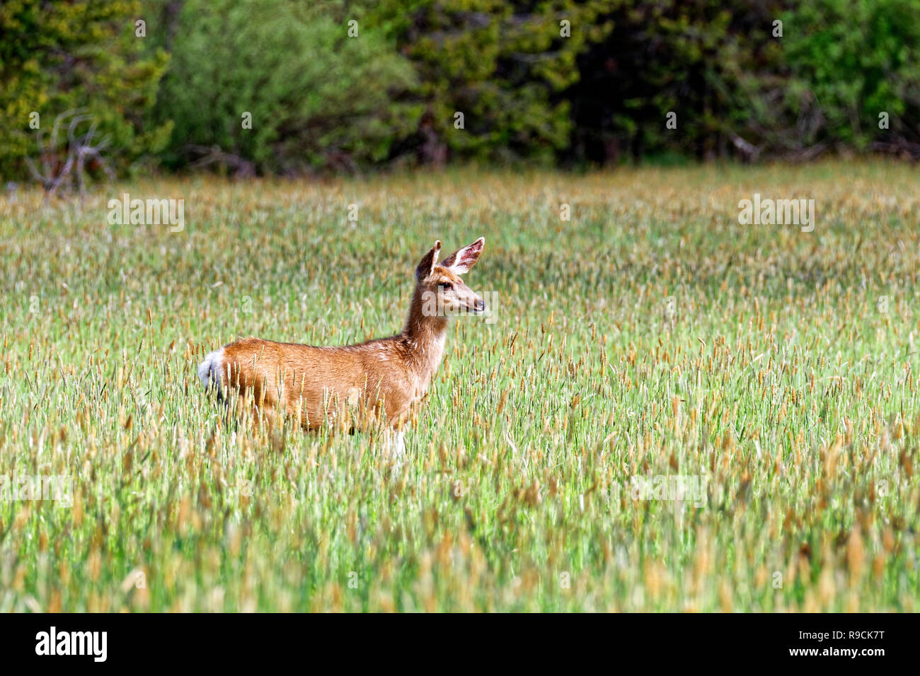 Avviso 42,896.03715 Mule Deer doe (Odocoileus hemionus) permanente cerca fiancata destra nella splendida primavera erba alta prairie prato, Oregon, Stati Uniti d'America Foto Stock