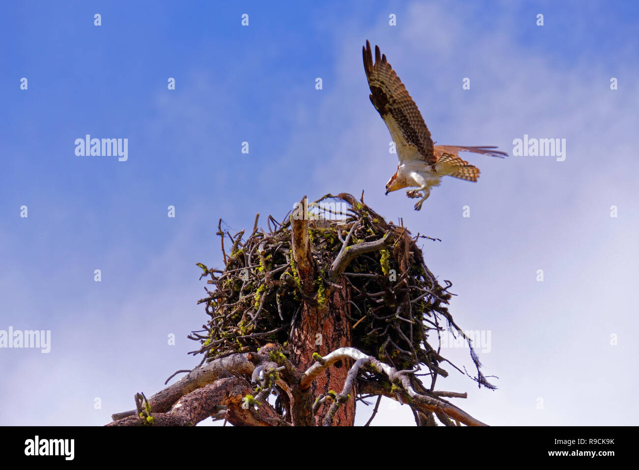 Adulto 42,896.03817 Falco pescatore (Pandion haliaetus) genitore battenti in atterraggio a 4 ft diametro nido di bastoni di legno, i pesci per i lattanti nidiacei neonati Foto Stock