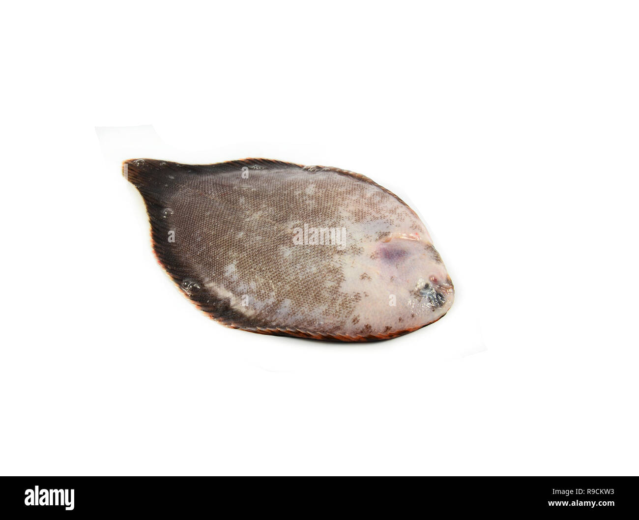 Suola isolata di pesci di acqua dolce / suola o fiume unico pesce fresco isolato su sfondo bianco - Soleidi Synaptura panoides Foto Stock