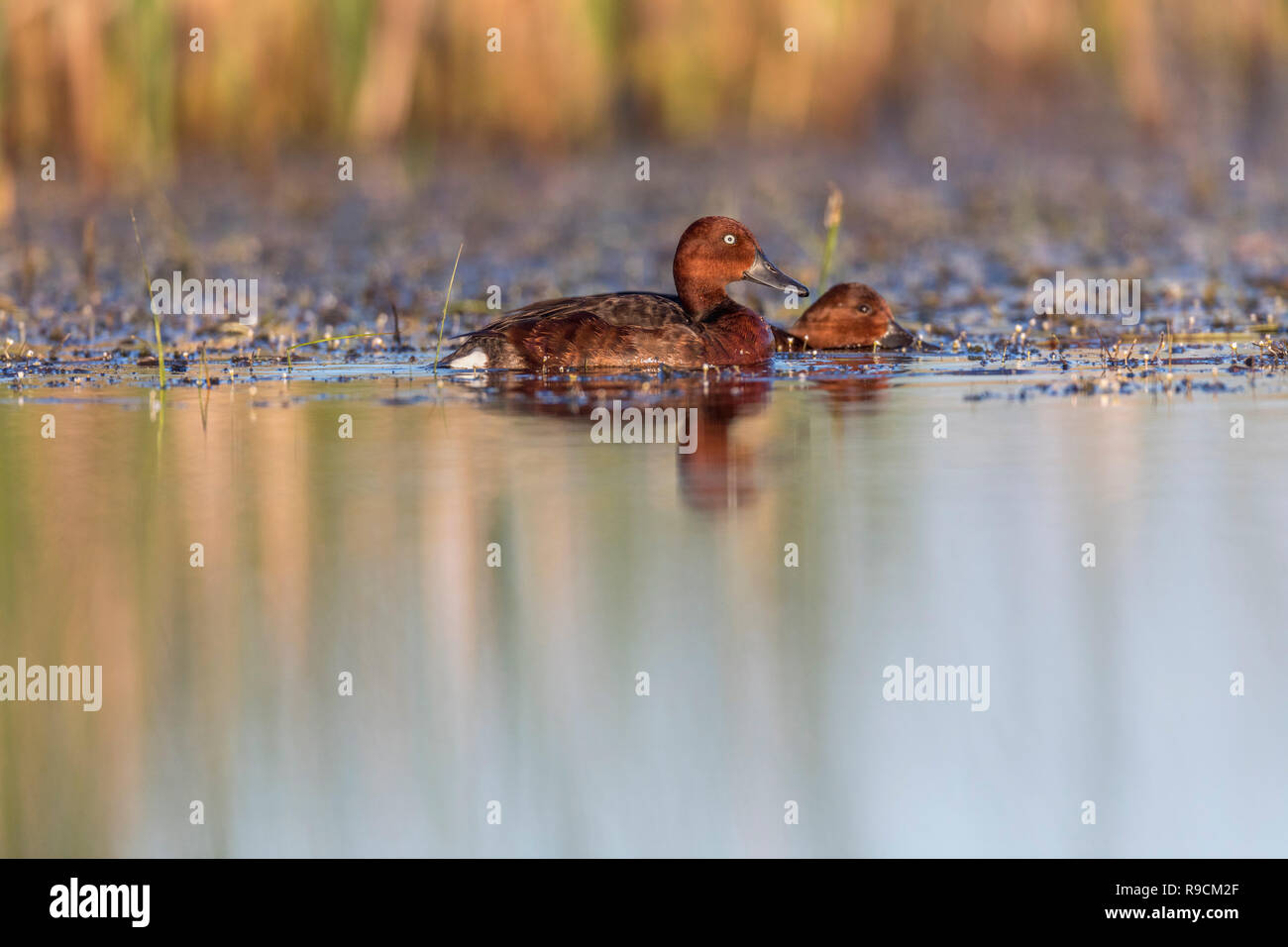 Moretta tabaccata; Aythya nyroca due su acqua Ungheria Foto Stock