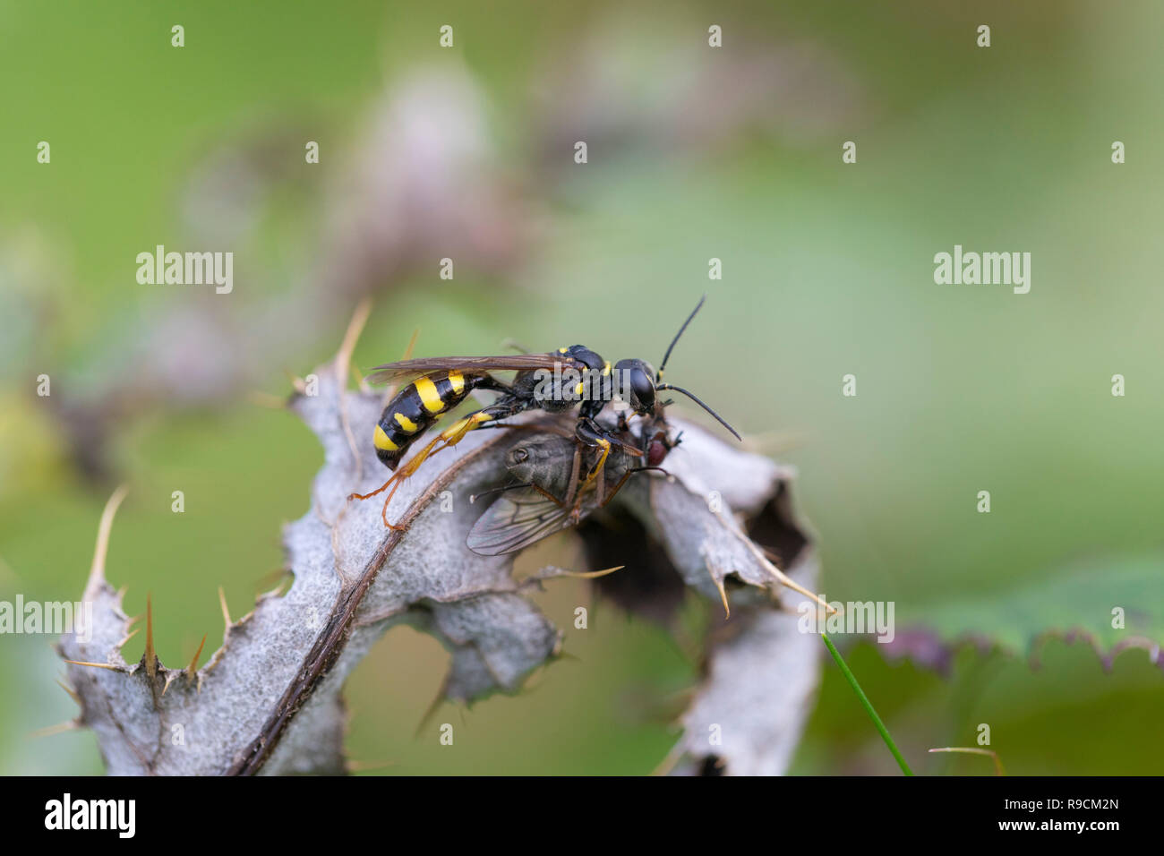 Campo Digger Wasp; Mellinus arvense singolo con la preda Cornwall, Regno Unito Foto Stock