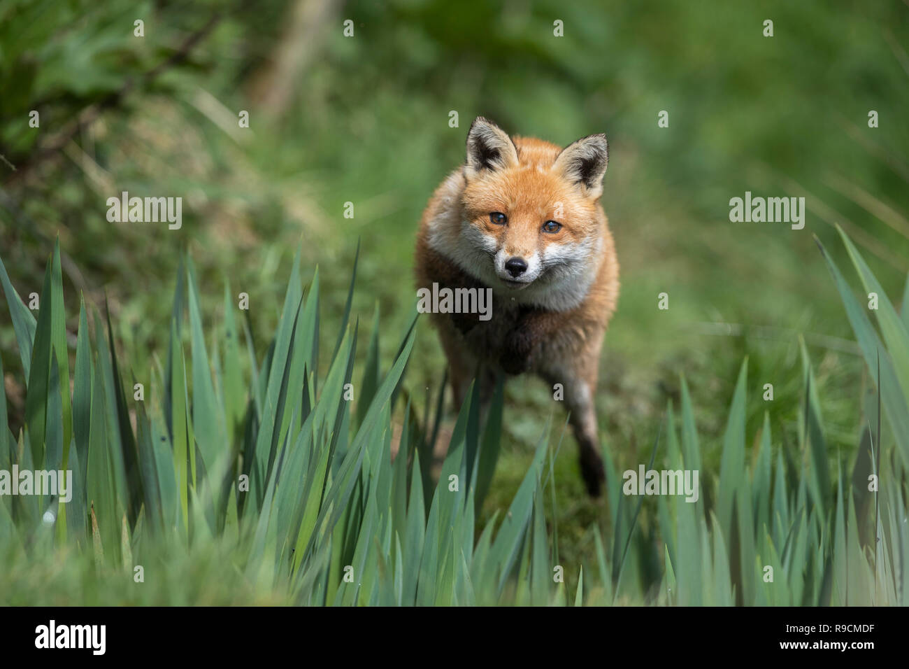 Fox; Vulpes vulpes singolo; Jumping Cornwall, Regno Unito Foto Stock