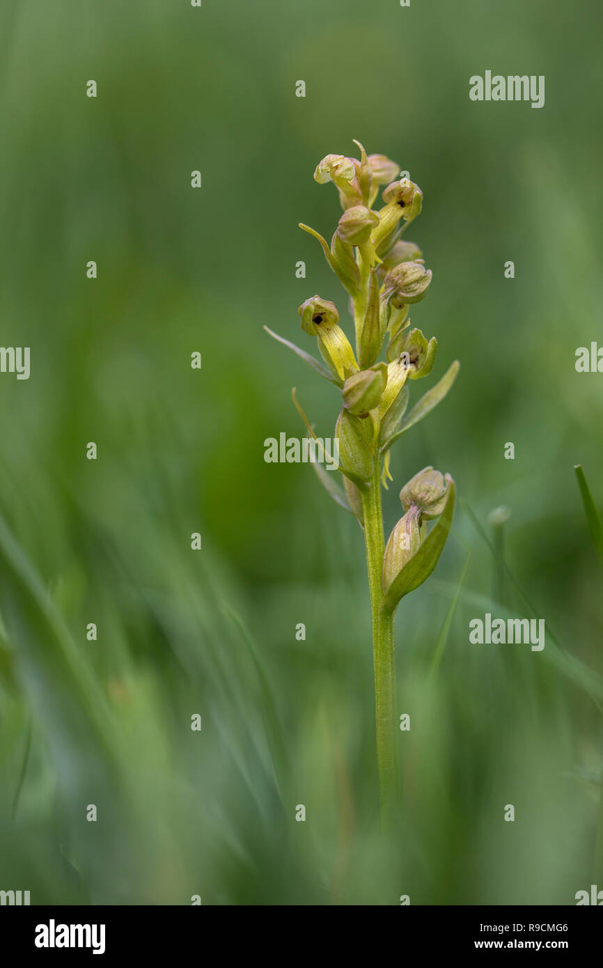 Frog Orchid; Coeloglossum viride fioritura Cumbria, Regno Unito Foto Stock