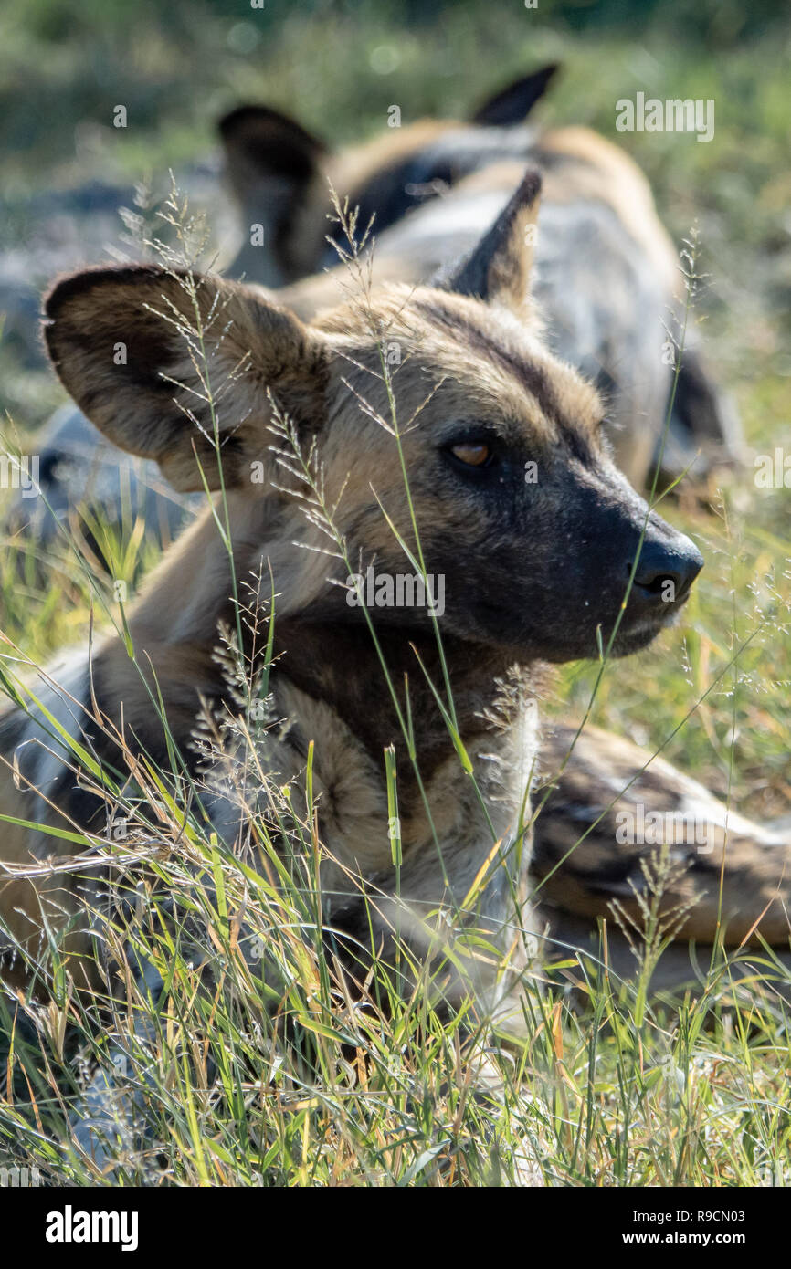 In via di estinzione African wild dog (Lycaon pictus) in Botswana, Africa Foto Stock