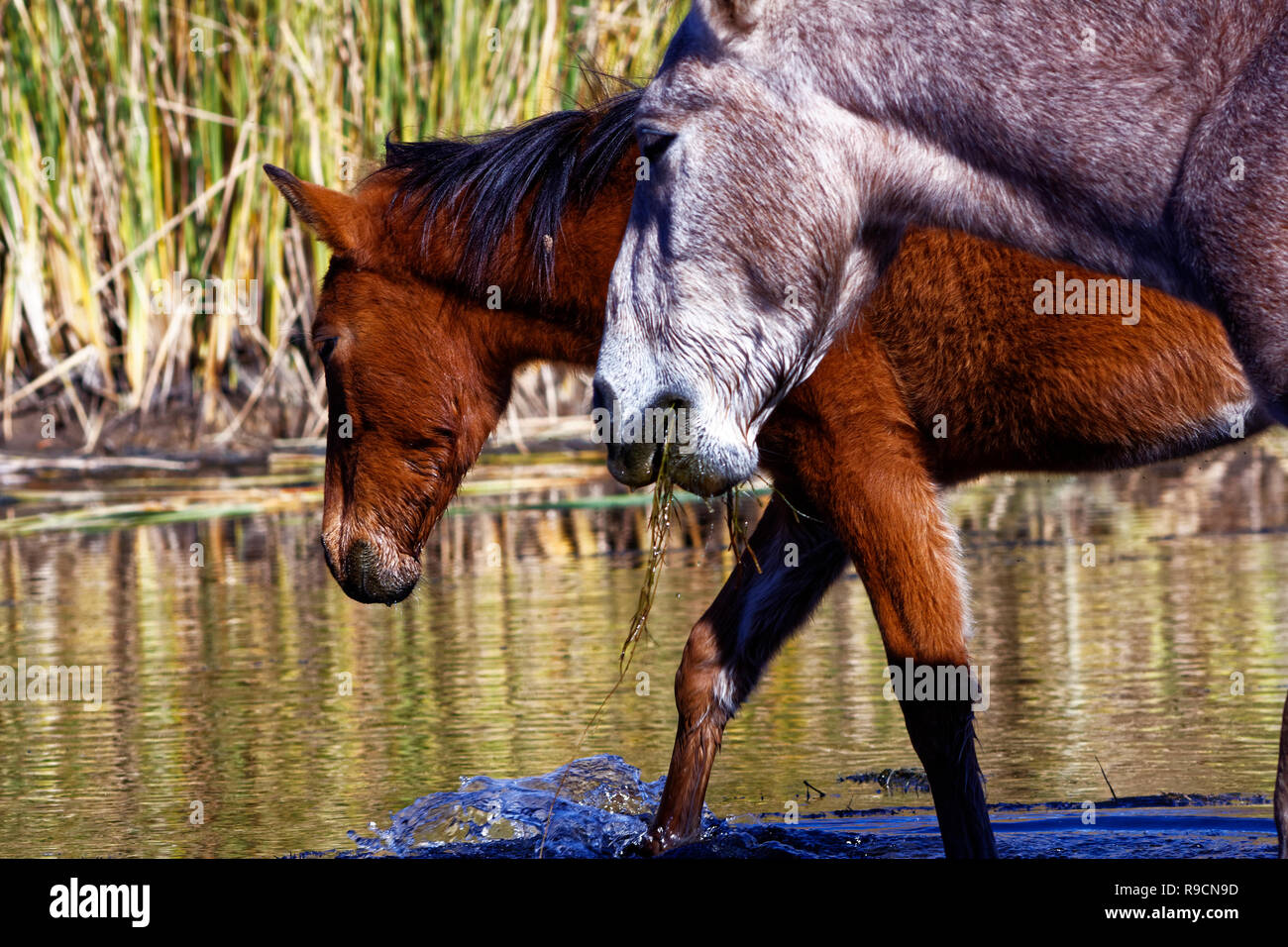 Sale sul fiume cavalli selvatici Foto Stock
