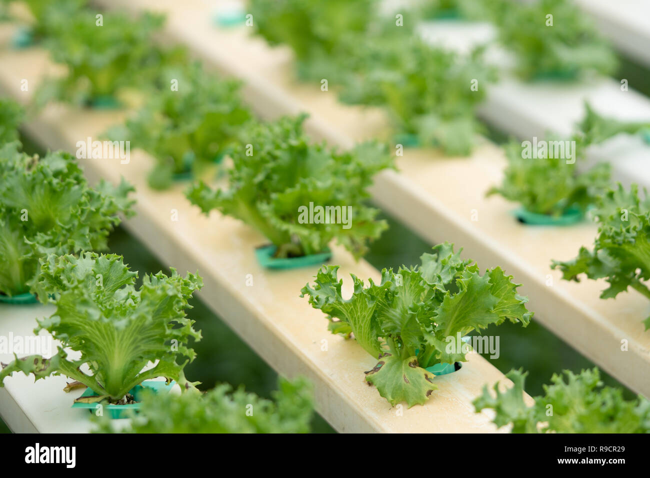 Lattuga fresca in serra di hydroponics Farm vegetale Foto Stock