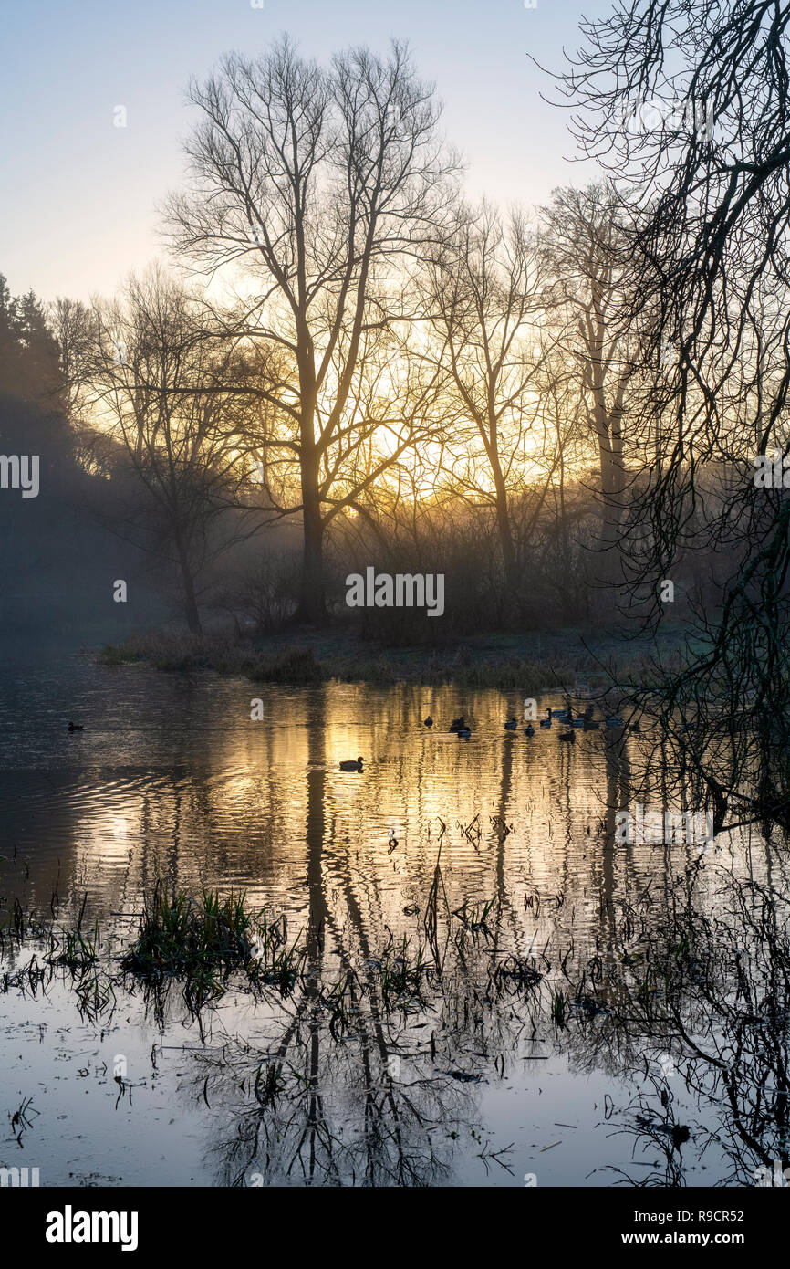 Alberi invernali e nebbia mattutina nel parco di Blenheim, Woodstock, Oxfordshire, Inghilterra Foto Stock