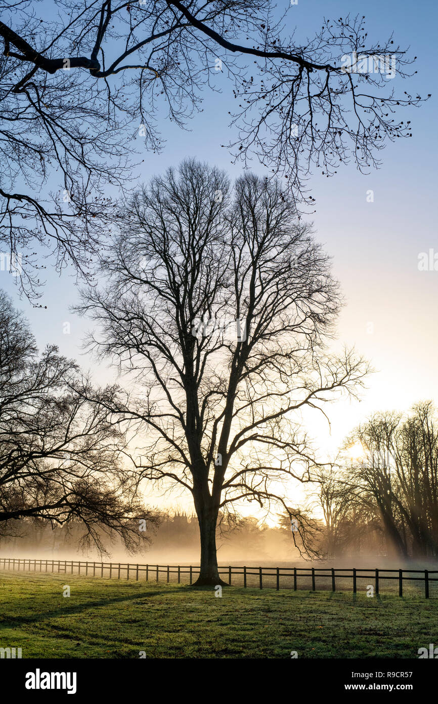 Alberi invernali e nebbia mattutina nel parco di Blenheim, Woodstock, Oxfordshire, Inghilterra Foto Stock