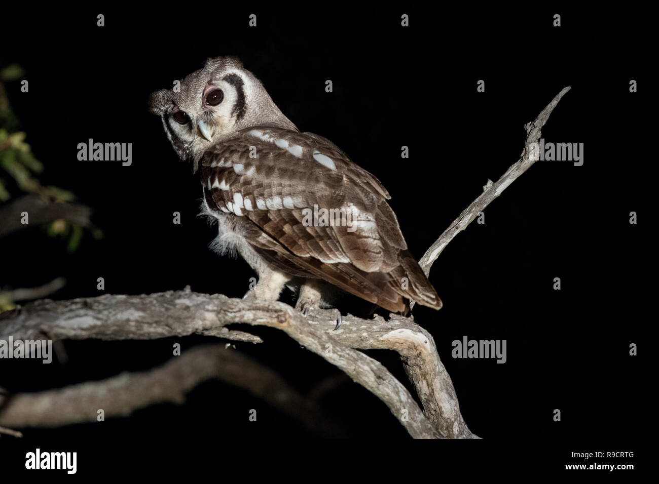 Giant gufo reale arroccato nella struttura ad albero. Foto Stock