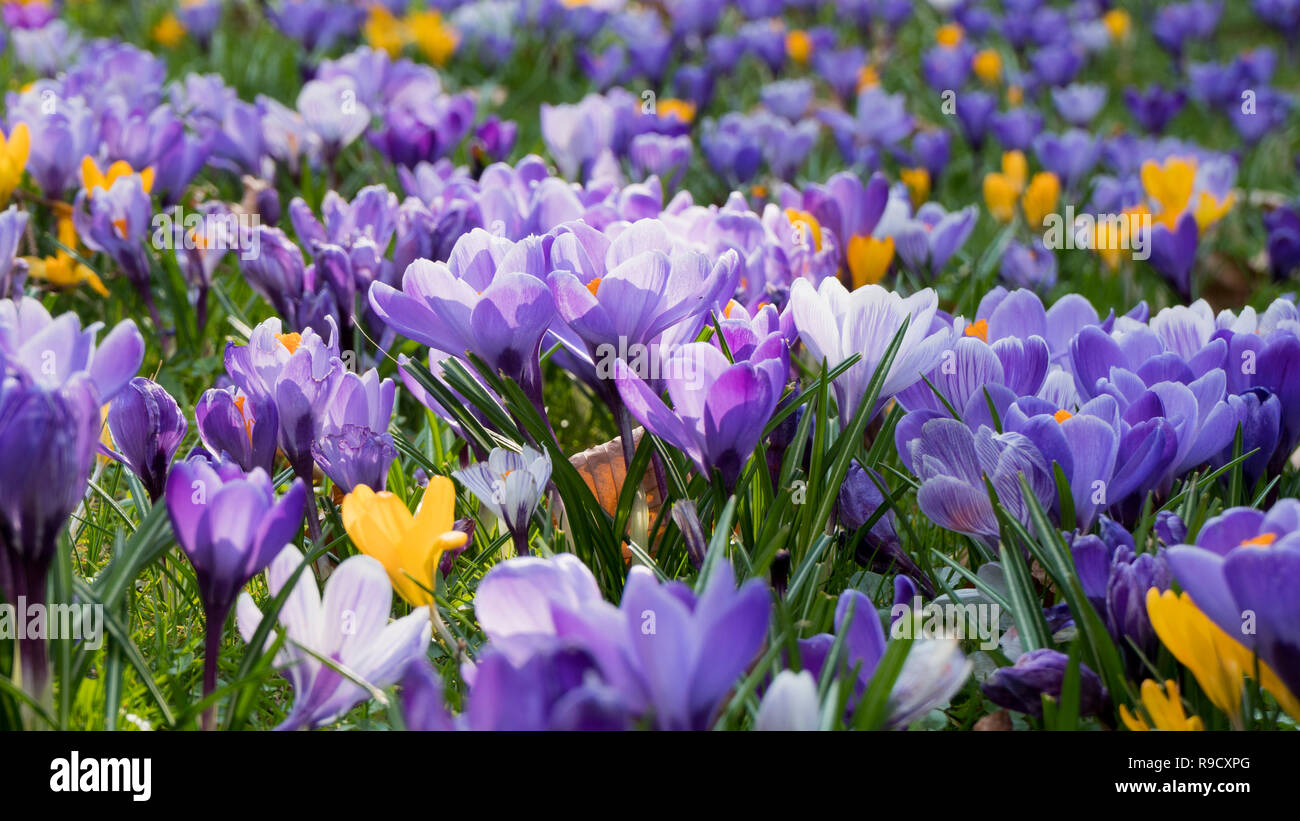 Prato con bella viola di crochi in giardino in primavera Foto Stock