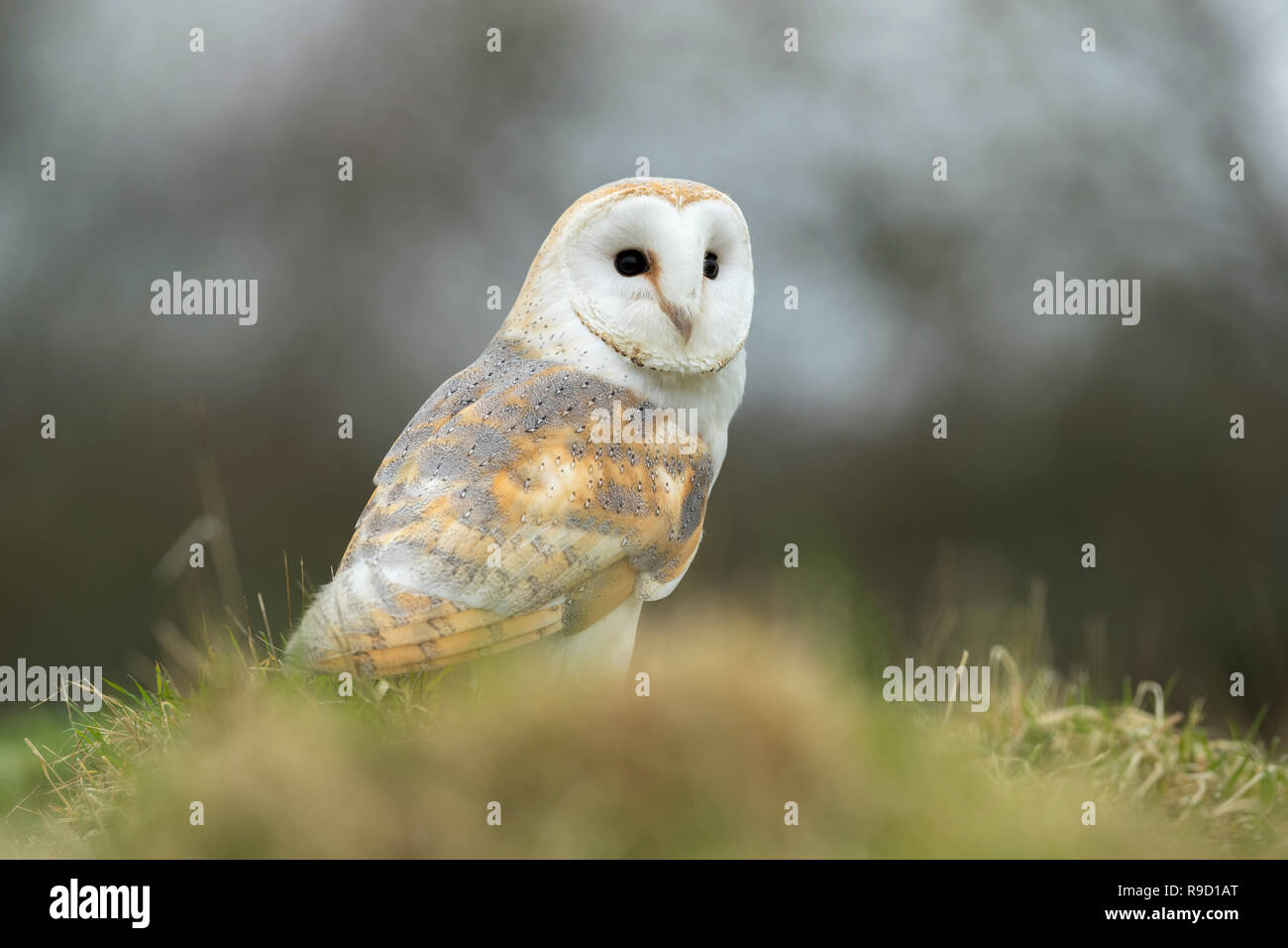 Barbagianni; Tyto alba singolo adulto in piedi sul suolo Cornwall, Regno Unito Foto Stock