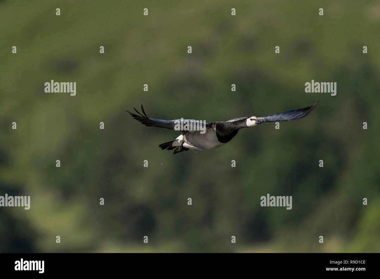 Barnacle oca; Branta leucopsis unico volo in Cumbria, Regno Unito Foto Stock