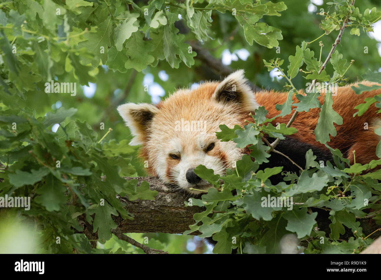 Panda rosso (Ailurus fulgens) dormire. Foto Stock