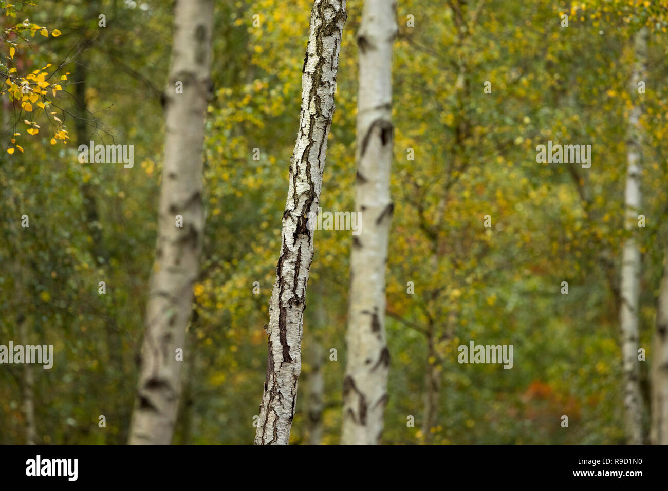Argento - Betulla Betula pendula - Alberi - Cornwall - REGNO UNITO Foto Stock