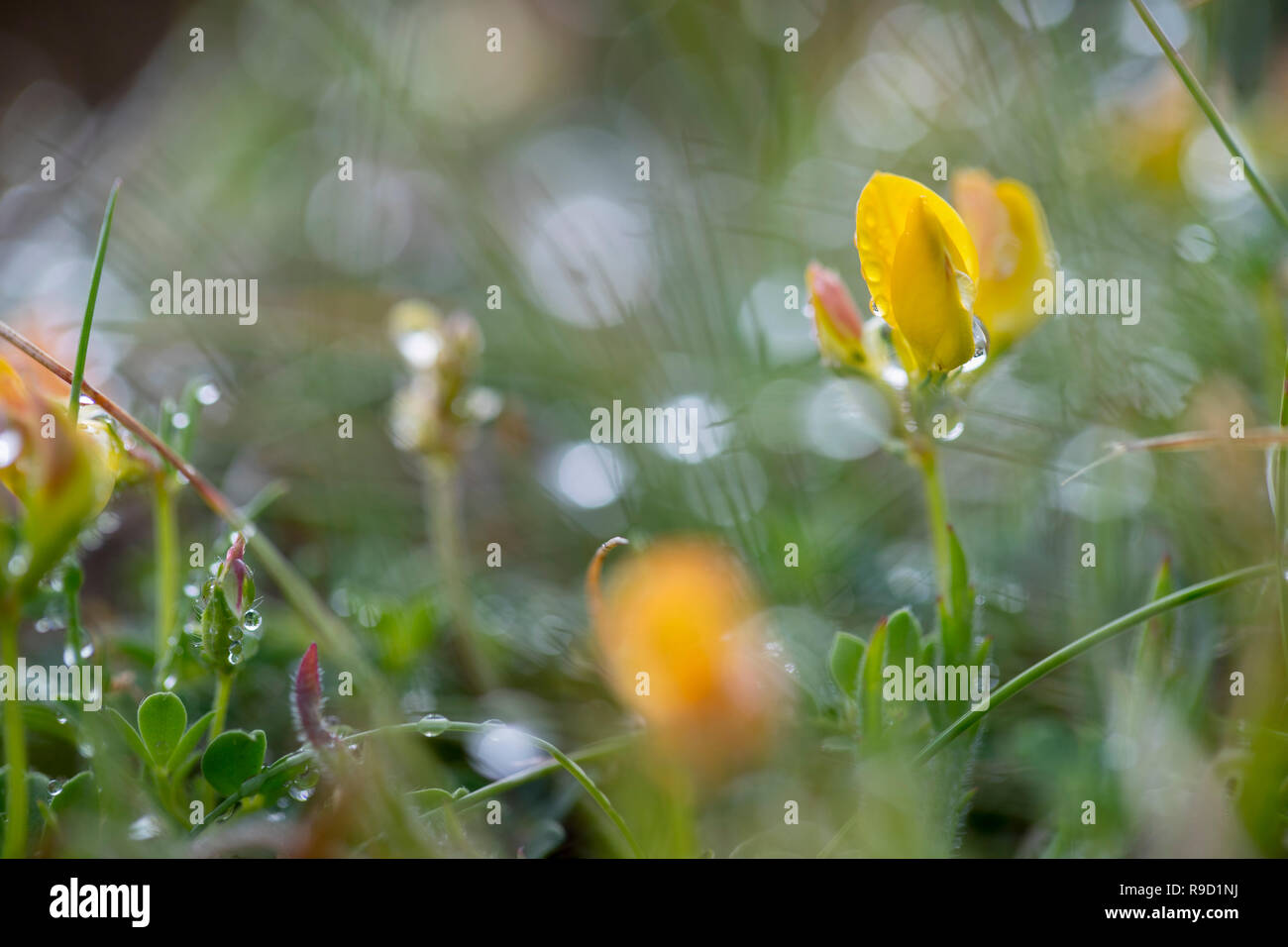 Gli uccelli di Trifoglio del piede nella rugiada; Lotus corniculatus fioritura Isole Scilly; Regno Unito Foto Stock