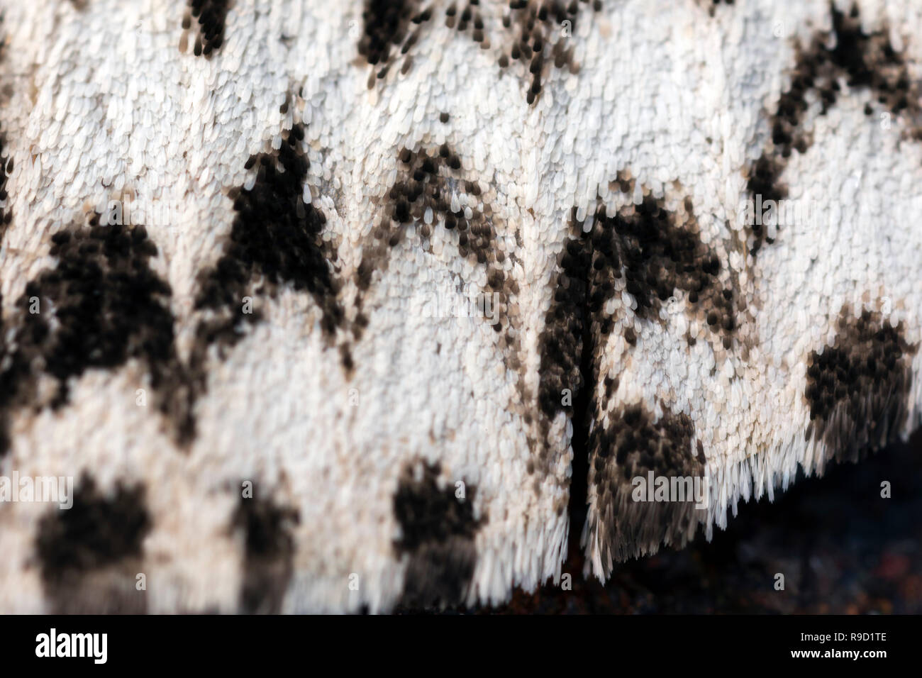 Archi nero Moth; Lymantria monacha singolo; ala dettaglio Cornwall, Regno Unito Foto Stock Archi nero Moth; Lymantria monacha singolo; ala dettaglio Cornwall, Regno Unito Foto Stock